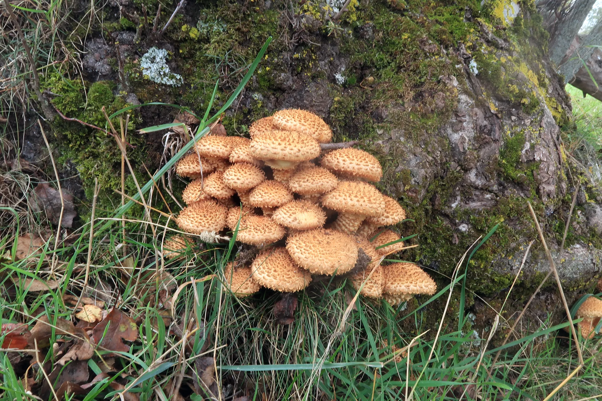 Pholiota squarrosa - 1 - IMG_7890